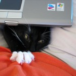 lolcat2